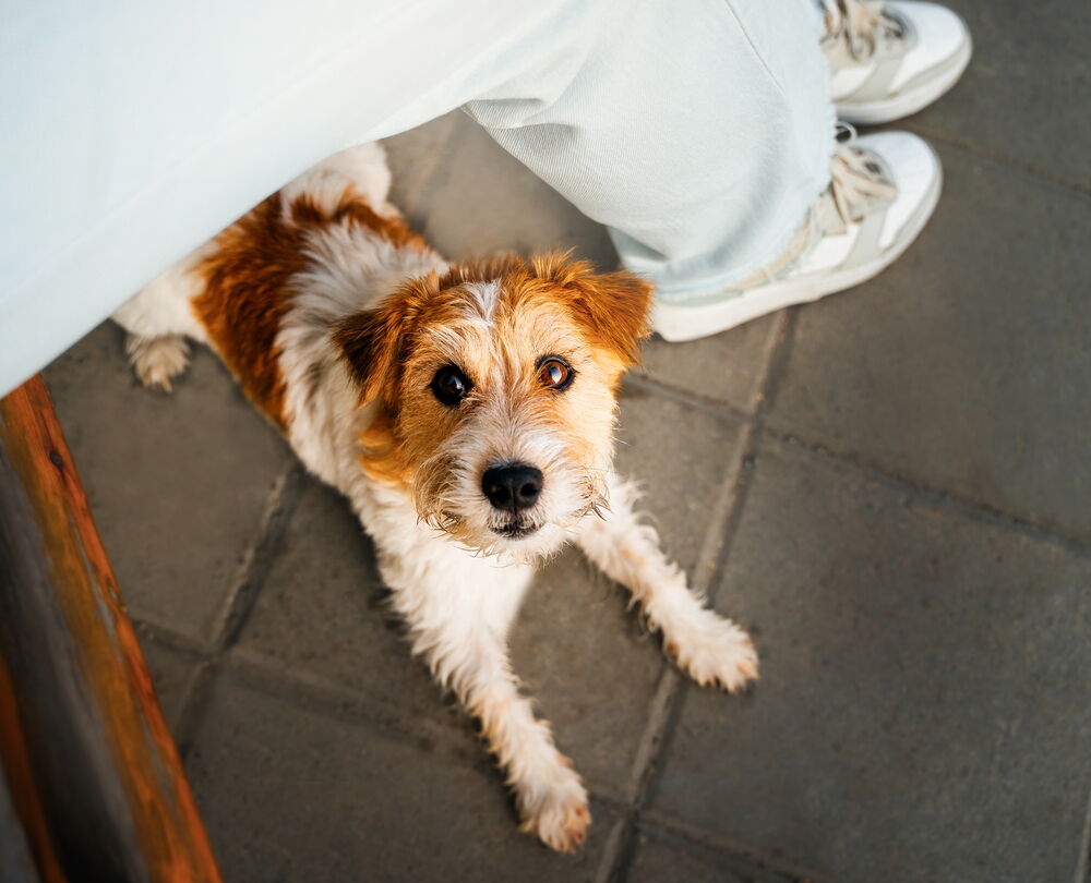 Aufmerksamer kleiner Hund