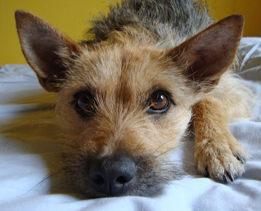 Ein entspannter kleiner Hund liegt auf einer Decke und schaut direkt in die Kamera