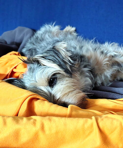 Entspannter Hund chillt auf einer Decke