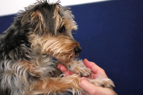 Hund legt seine Pfoten in die Hände seines Besitzers