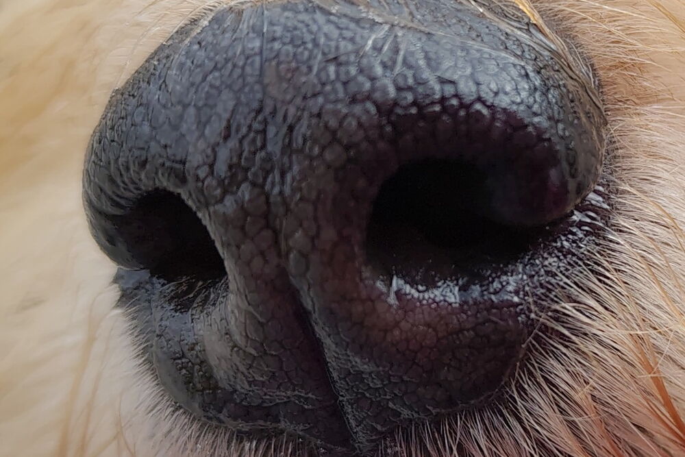 Vorbereitungen auf einen neuen Hund: Fressnapf, Spielzeug etc.