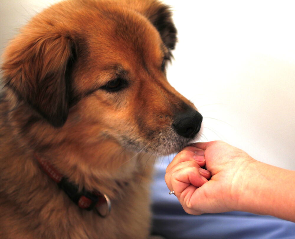 Hund schnuppert an einer Hand.